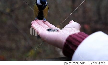 Woman feeding cute tit bird to sunflower seeds in forest. Small titmouse eating meal from arm of young girl outdoor. Beautiful tomtit pecking food from a female hand at autumn. Close up Slow motion 124464744