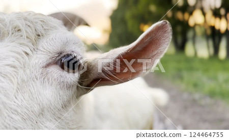 Curious female goat looking into camera and sniffing it outdoor. Cute mammal animal showing curiosity at countryside. Cattle on pasture. Concept of livestock agriculture. Close up Curious female goat looking into camera and sniffing it outdoor. Cute mammal animal showing curiosity at countryside. Cattle on pasture. Concept of livestock agriculture. Close up 124464755