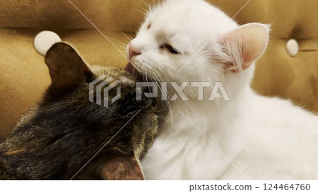 Beautiful domestic cats licking each other with tongues at home. Cute kittens taking care of fur each other at home. Family couple feline resting together. Concept of adorable animals. Close up Beautiful domestic cats licking each other with tongues at home. Cute kittens taking care of fur each other at home. Family couple feline resting together. Concept of adorable animals. Close up 124464760