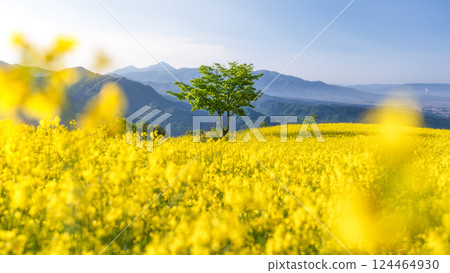 Sannokura Highlands rapeseed fields in Kitakata, Fukushima Prefecture Sannokura Highlands rapeseed fields in Kitakata, Fukushima Prefecture 124464930