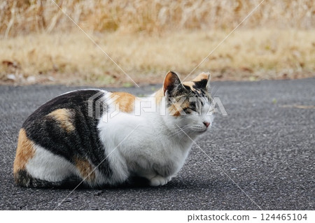 Sleepy calico cat Sleepy calico cat 124465104