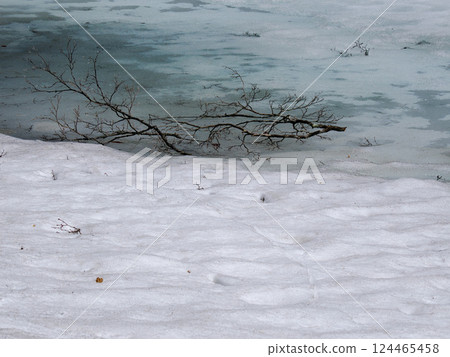 Frozen swamp and dead branches lying on a snowy field Frozen swamp and dead branches lying on a snowy field 124465458