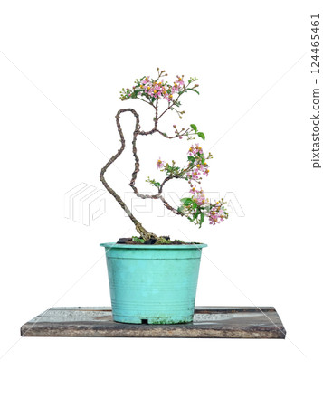 Free orm Dwarf cherry bonsai on white background Free orm Dwarf cherry bonsai on white background 124465461