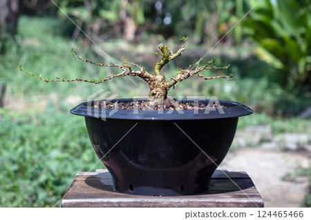Remove all leaves from the Linh Sam tree and arrange the structure of the branches to make a bonsai. Remove all leaves from the Linh Sam tree and arrange the structure of the branches to make a bonsai. 124465466