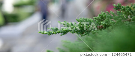 Close up photo of juniper pine tops for background. 124465471