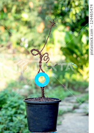 The tamarind tree is twisted and bent to create a bonsai. 124465474