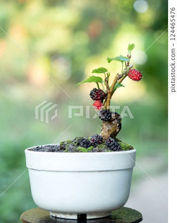 Mulberry bonsai, small size, produces beautiful fruit. Mulberry bonsai, small size, produces beautiful fruit. 124465476