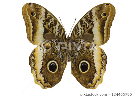 The owl butterfly Caligo atreus rests with its wings spread wide, showcasing intricate patterns and eye spots. This fascinating butterfly is found in tropical regions, embodying nature's beauty. 124465790
