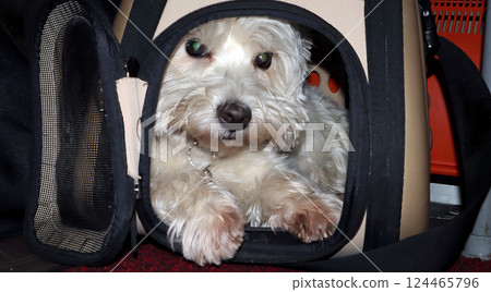 A West Terrier comfortably rests in a pet carrier on a train, observing the bustling environment around. The train is lively, with various passengers nearby. 124465796