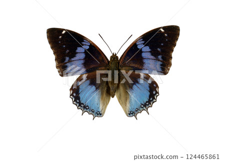 A blue butterfly charaxes smaragdalis is resting with its wings spread wide. The vibrant blue contrasts beautifully with dark edges, reflecting sunlight in a natural habitat, capturing attention. 124465861