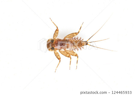 白色背景下拍攝的谷川蜉蝣 124465933