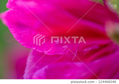 The peony or paeony. pink flowers in garden. The peony or paeony. pink flowers in garden. 124466046