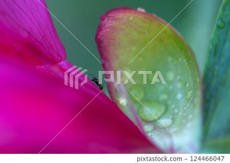 The peony or paeony. pink flowers in garden. ant on a peony or paeony. 124466047