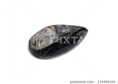 Detailed Natural Trilobite Fossil Isolated on White Background Side View Detailed Natural Trilobite Fossil Isolated on White Background Side View 124466164