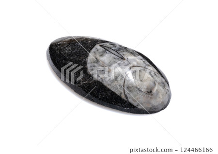 Authentic Natural Trilobite Fossil Embedded in Polished Oval Shaped Stone isolated on White Background 124466166