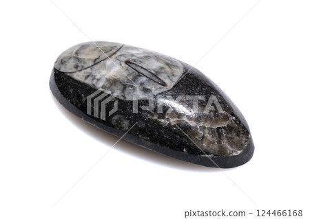 Natural Polished Ancient Trilobite Fossil Specimen with Detailed Preservation on White background 124466168