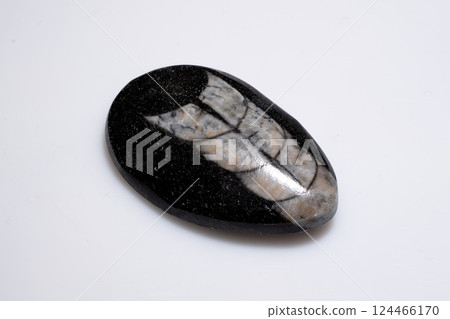 Polished Natural Trilobite Fossil on Black Stone Surface Isolated on White Background Polished Natural Trilobite Fossil on Black Stone Surface Isolated on White Background 124466170