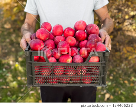Caucasian male adult holding harvested red apples in a basket outdoors 124466228