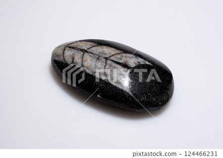 Polished Natural Trilobite Fossil Embedded in Dark Stone with White Patterns Polished Natural Trilobite Fossil Embedded in Dark Stone with White Patterns 124466231
