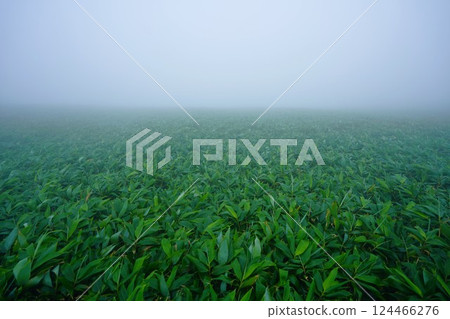 The bamboo grass field of Mt. Ito covered in thick fog The bamboo grass field of Mt. Ito covered in thick fog 124466276