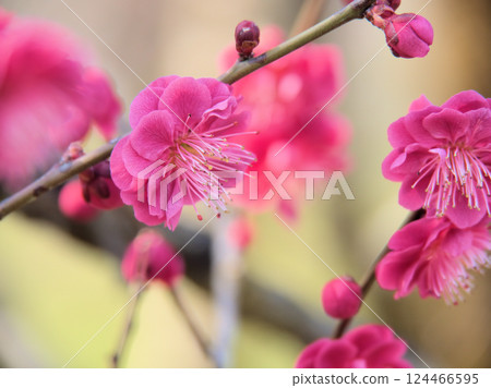 三月美麗的紅梅“鹿兒島紅” 三月美麗的紅梅“鹿兒島紅” 124466595