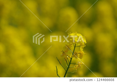 強姦開花 強姦開花 124466608