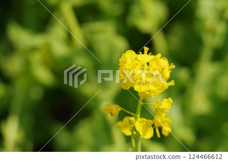 Green and rape blossoms 124466612