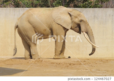 Male forest elephant 124467027