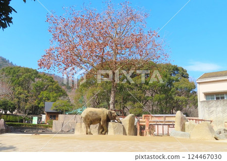 Marmi Elephant 124467030