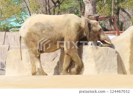 Female forest elephant Female forest elephant 124467032