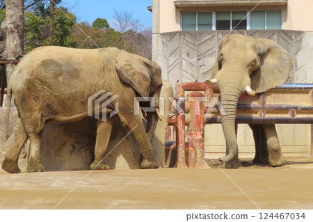 Forest elephants and savanna elephants Forest elephants and savanna elephants 124467034