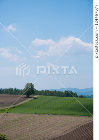 Spring upland field and blue sky Spring upland field and blue sky 124467077