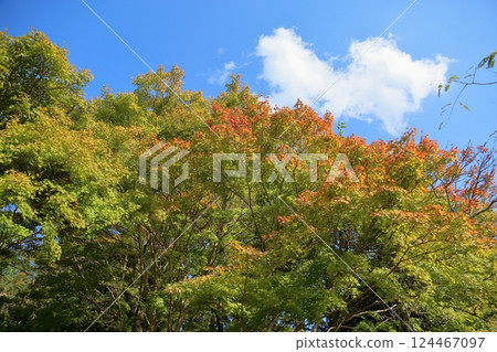 枝葉絢麗，楓葉清爽 124467097