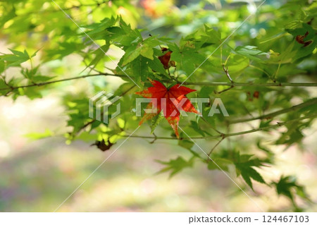 色彩鮮豔的楓葉和樹枝 色彩鮮豔的楓葉和樹枝 124467103