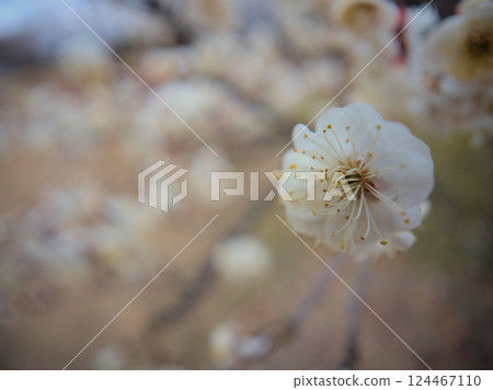 三月美麗的白梅花 124467110
