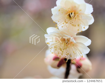 Beautiful white plum blossoms in March, "Hakubotan" 124467651