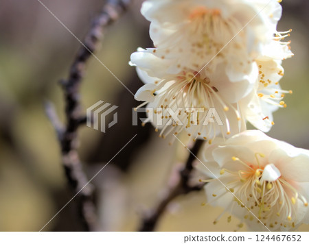 Beautiful white plum blossoms in March, "Hakubotan" 124467652
