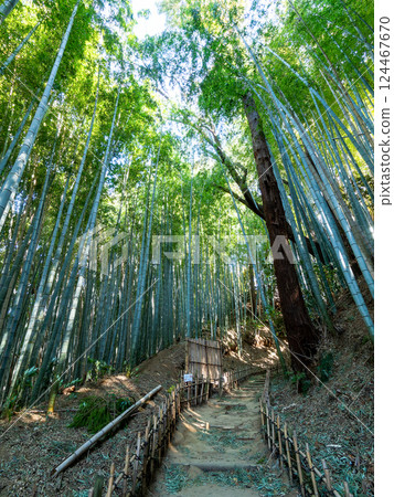 日與通坂的莊嚴景色，是一條自江戶時代以來一直保留下來的古老的武士道，周圍環繞著竹林 124467670