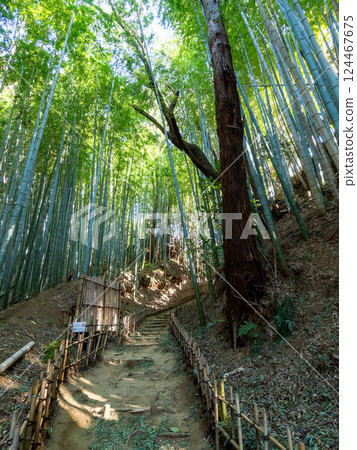 The solemn scenery of Hiyodorizaka, an ancient samurai path surrounded by bamboo forests unchanged since the Edo period 124467675