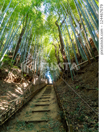 The solemn scenery of Hiyodorizaka, an ancient samurai path surrounded by bamboo forests unchanged since the Edo period 124467679