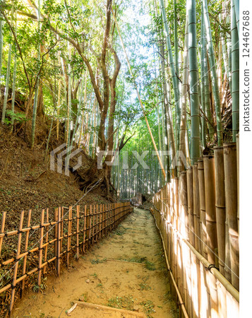 The solemn scenery of Hiyodorizaka, an ancient samurai path surrounded by bamboo forests unchanged since the Edo period 124467688