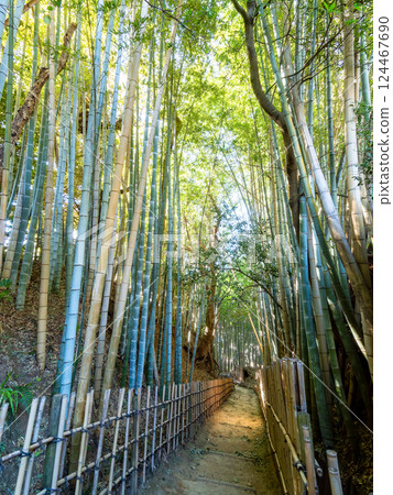 The solemn scenery of Hiyodorizaka, an ancient samurai path surrounded by bamboo forests unchanged since the Edo period 124467690