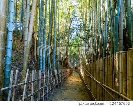 日與通坂的莊嚴景色，是一條自江戶時代以來一直保留下來的古老的武士道，周圍環繞著竹林 124467692