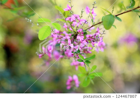 可愛的秋季七草：萩花 124467807