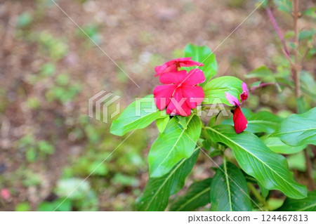 Cute Madagascar periwinkle flowers 124467813