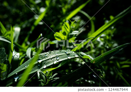 Raindrops and grass after the rain Raindrops and grass after the rain 124467944