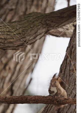 早春森林的Ezoris 124467949