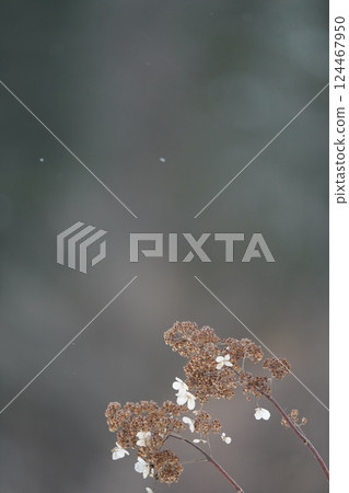 北海道的冬天與溲疏 124467950