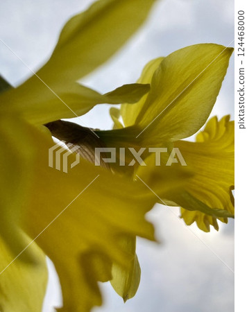 Yellow daffodils Yellow daffodils 124468000