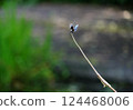 蝴蝶蜻蜓 124468006